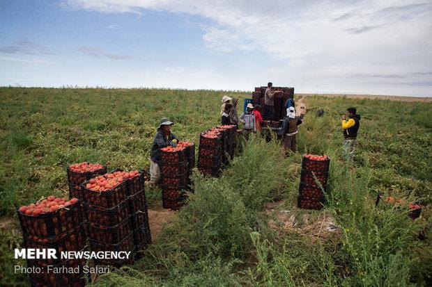 280 هزار تن گوجه از مزارع استان بوشهر برداشت شد