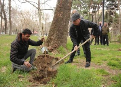 پیشنهاد مدیرعامل سازمان بوستان ها به تهرانی ها ، درخواست دریافت نهال و درختکاری را به 137 اعلام کنید