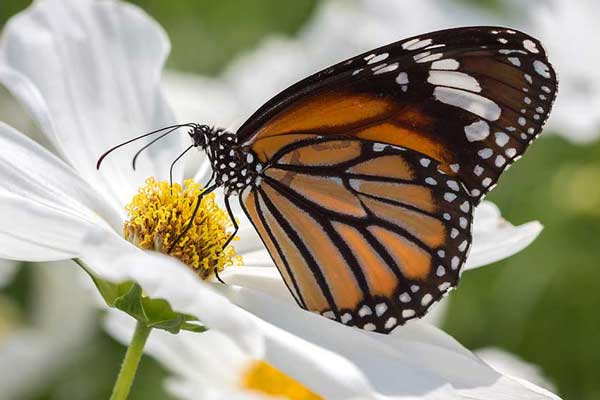 butterfly in thailand آشنایی با باغ پروانه های بانکوک