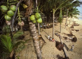میمون های نارگیل جمع کن تایلند